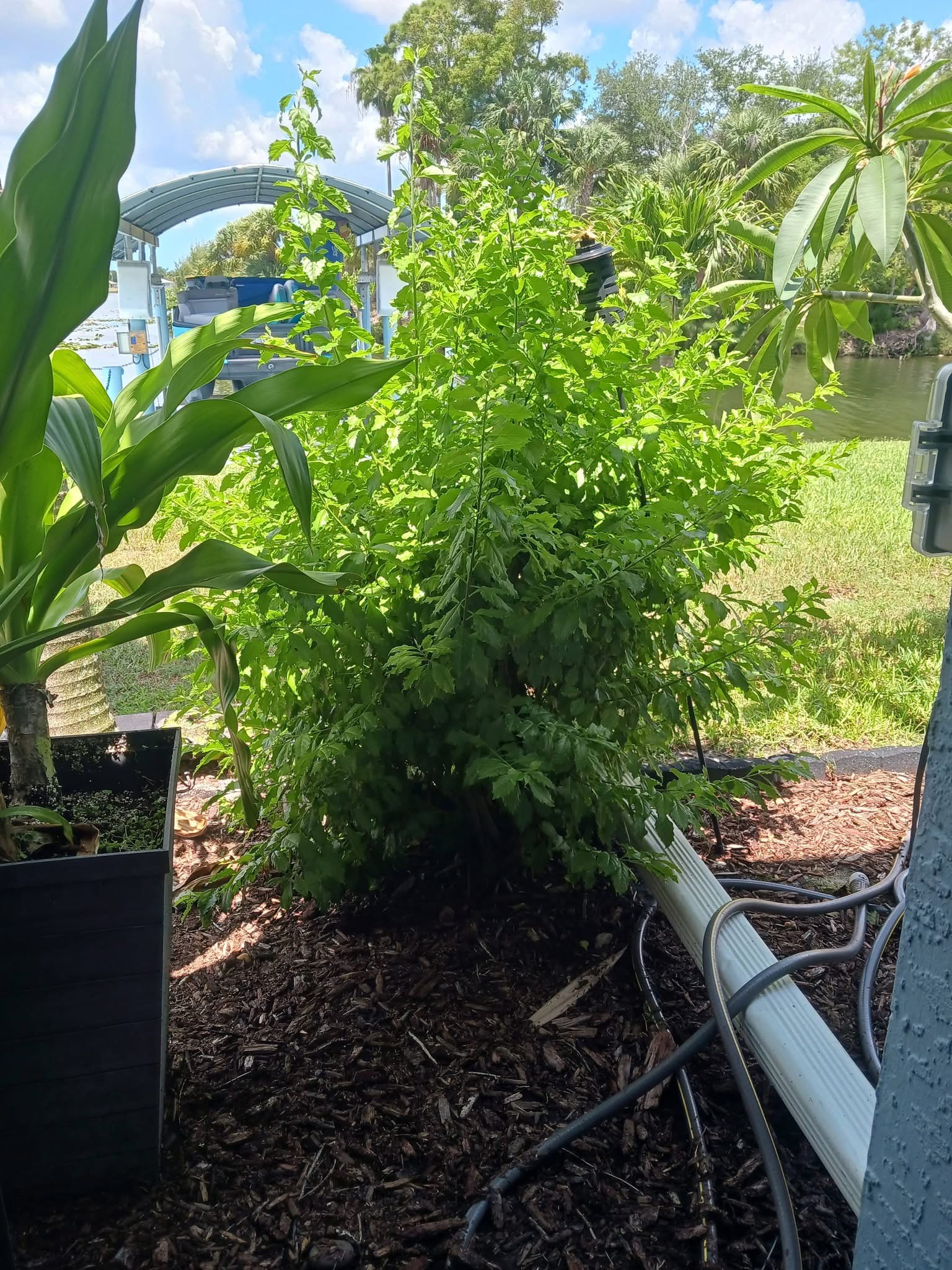 Shrub before trimming