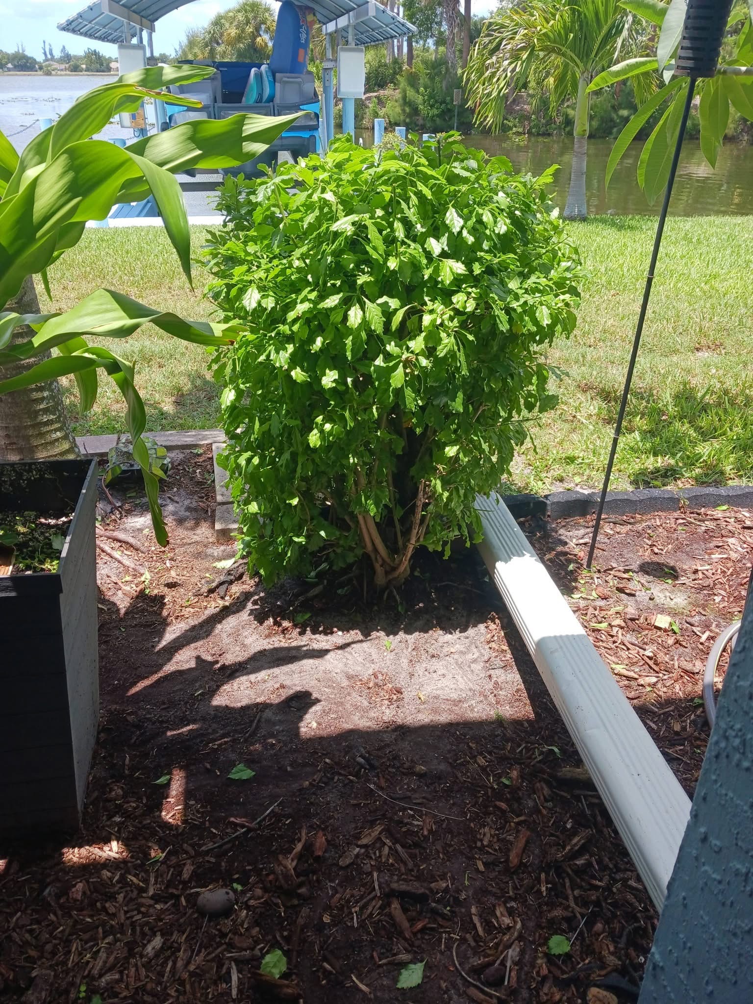 Shrub after trimming