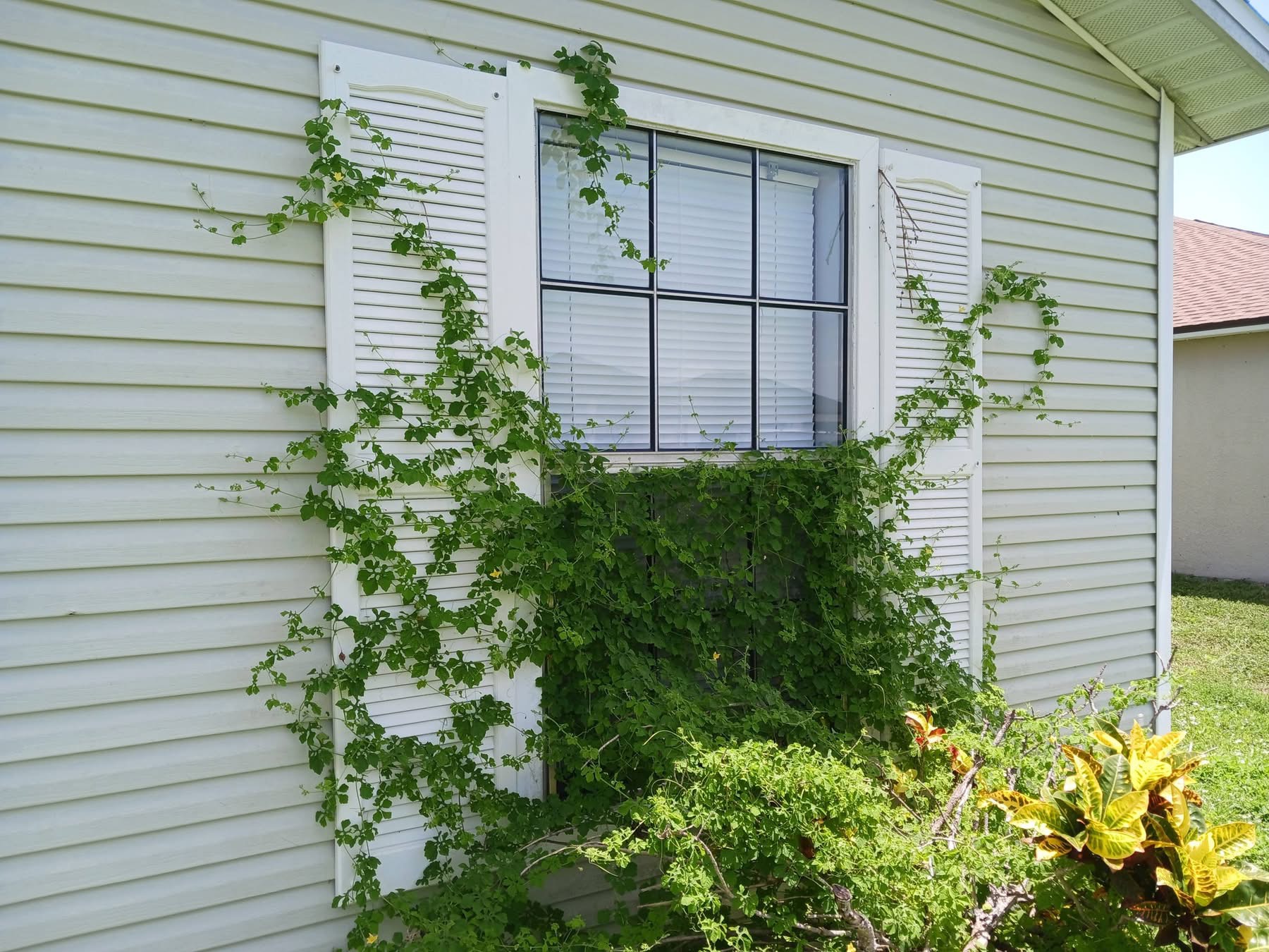 House exterior before vine cleanup