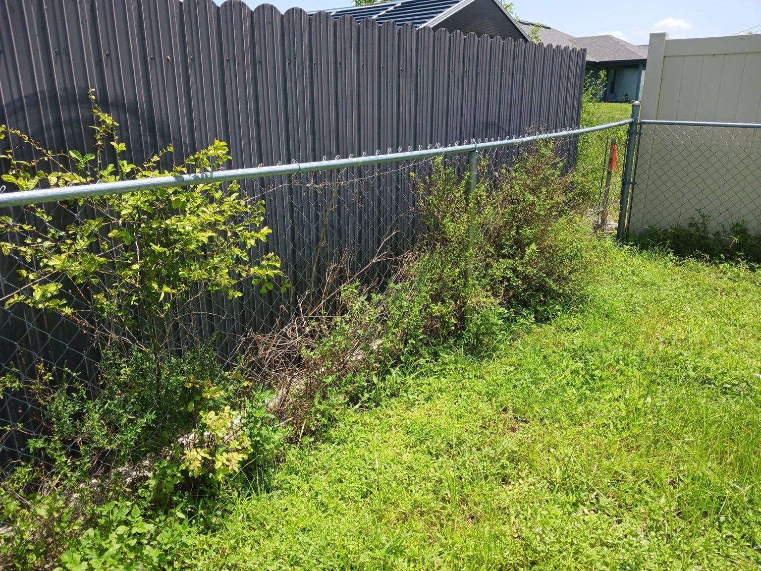 Fence line before cleanup