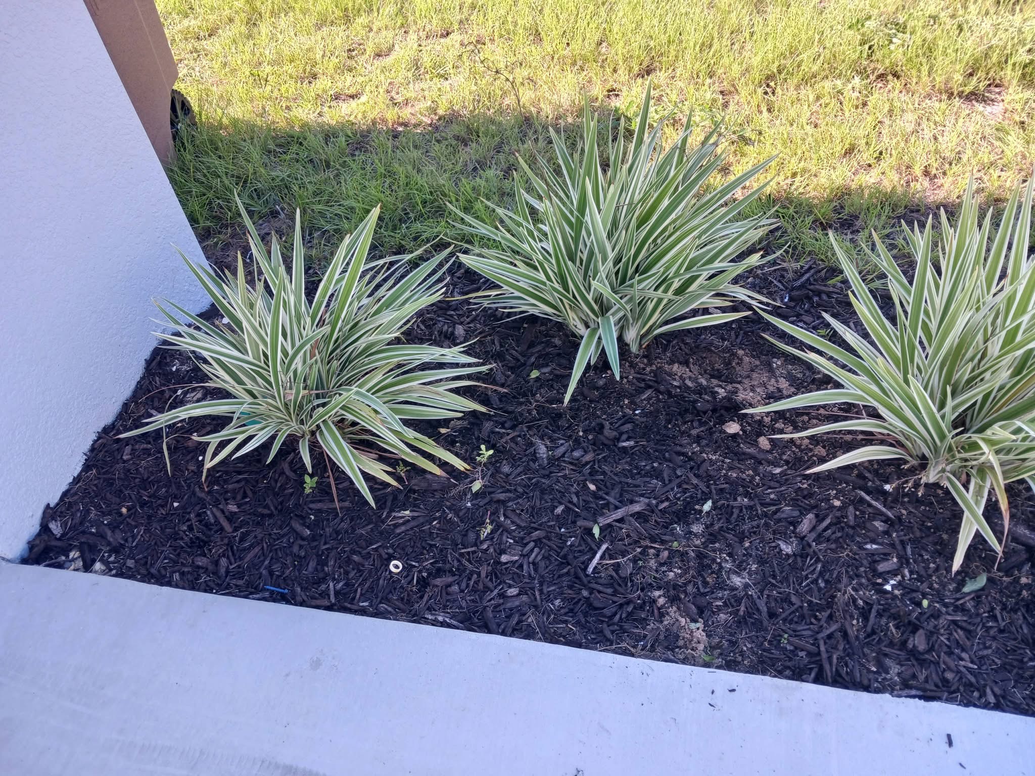 Landscape bed after cleanup